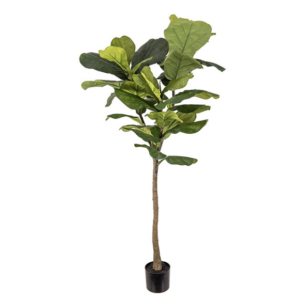 Fiolfikus 150 cm