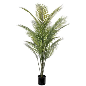 Bergspalm 140 cm