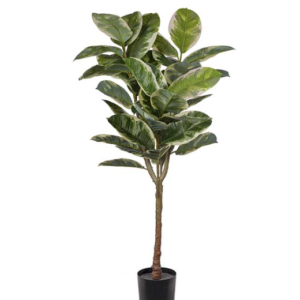 Fikus Elastica 150 cm